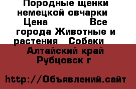 Породные щенки немецкой овчарки › Цена ­ 24 000 - Все города Животные и растения » Собаки   . Алтайский край,Рубцовск г.